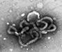 Ebolavirus © RKI